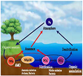 生物除氮技術-厭氧氨氧化(anammox)